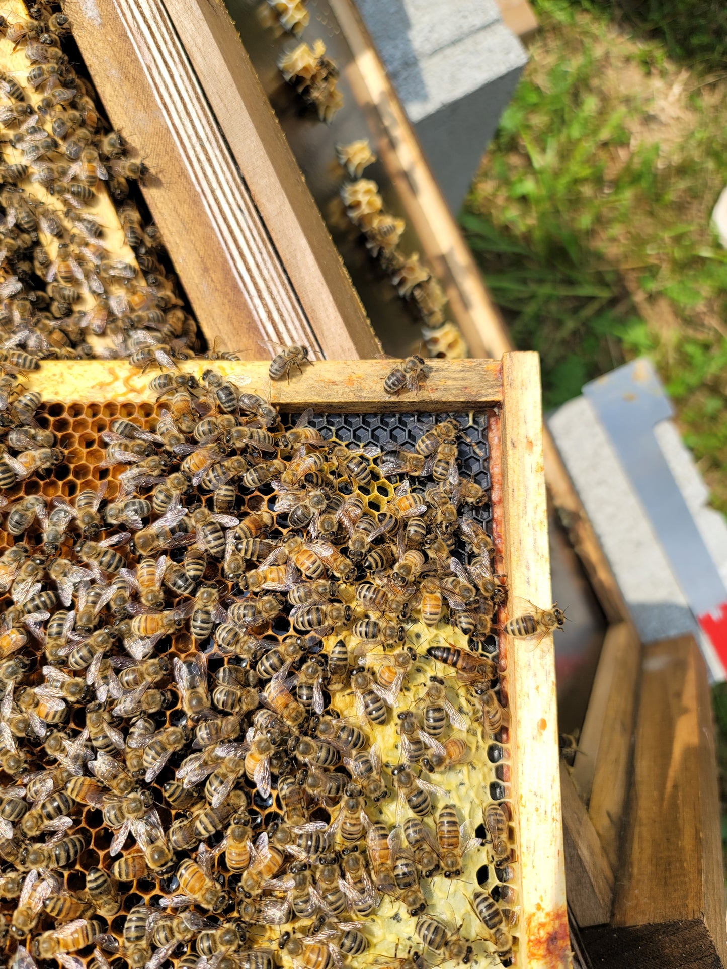 Bee Adoption Program