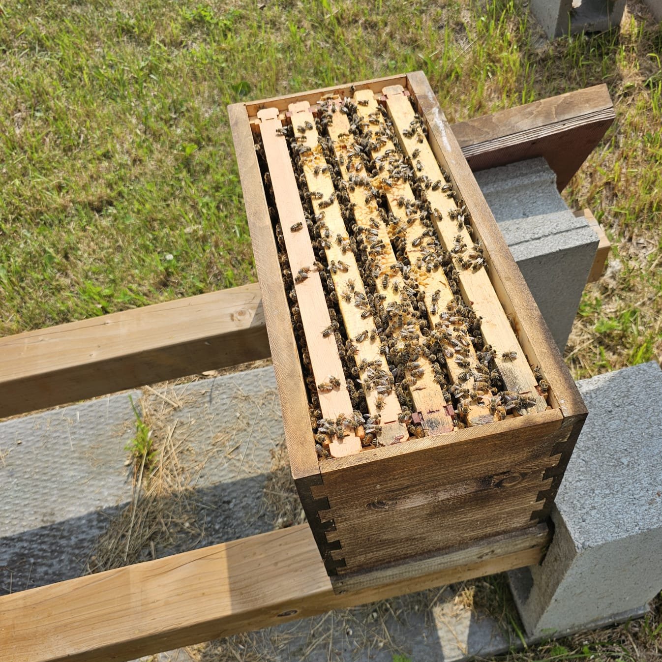 Live bees