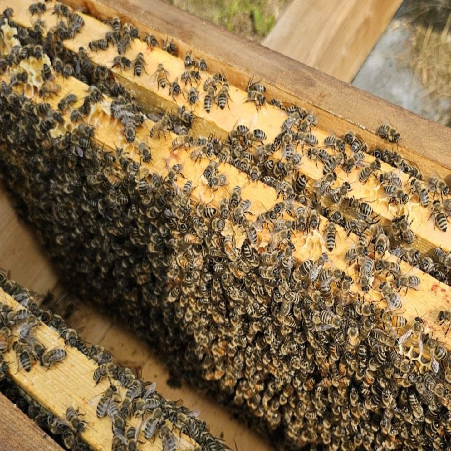 Live bees
