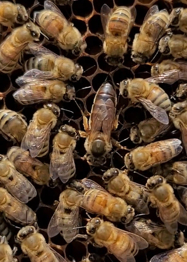 Bee Adoption Program